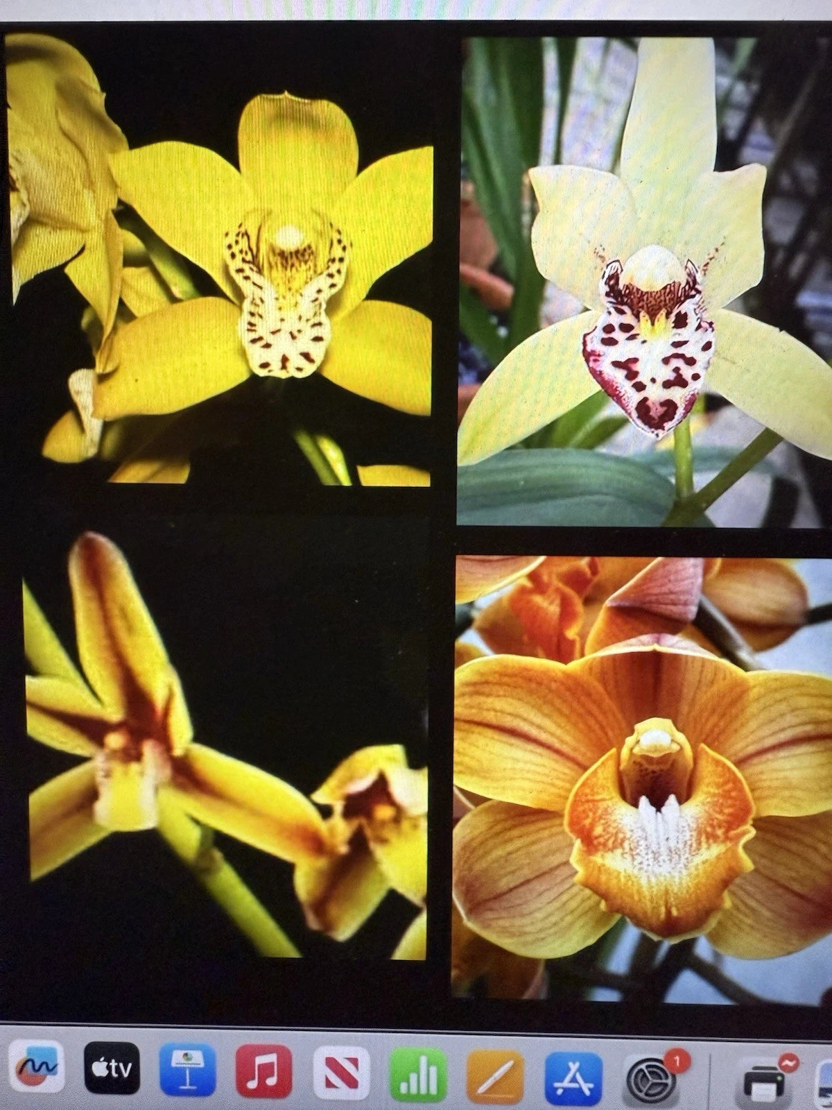 Orchid Plant Cuttings - 3 Bare Root Bulbs - Propagation - Hawaiian & California Grown - Perfect for Collectors