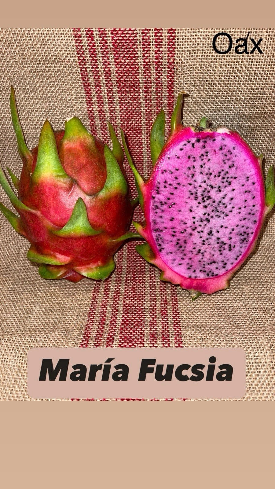 Mature Dragon Fruit Cuttings - Maria Fucsia Variety - Pink Flesh - Hylocereus undatus