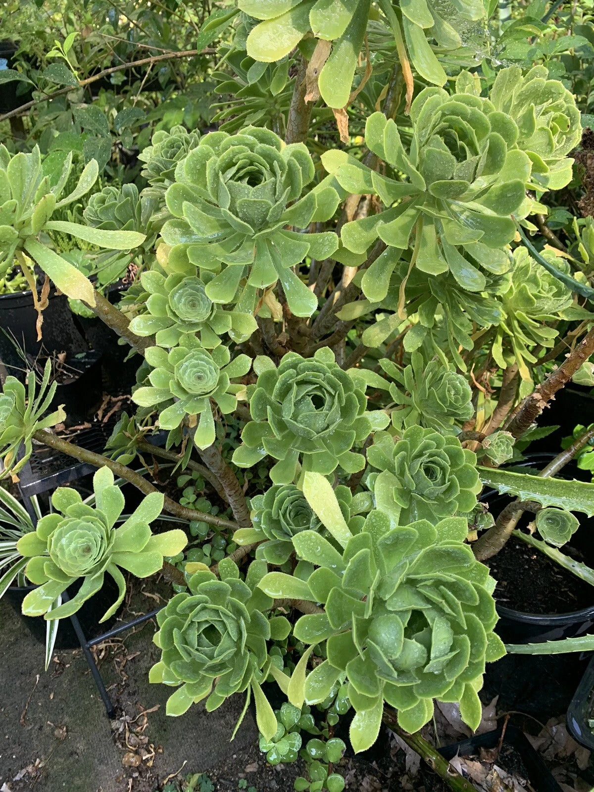 Aeonium Succulent Cuttings 4” Across Green Aeonium 2 Pcs - Aeonium Arboreum, Live Plant for Propagation and Blooms