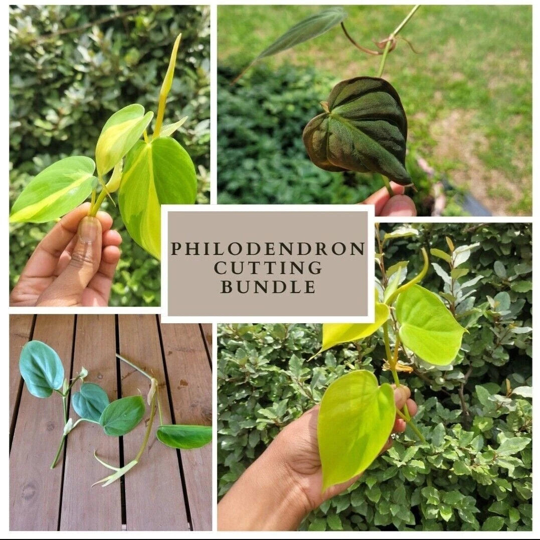 Philodendron Rooted Cutting Bundle - Variety Pack (4) - Brasil, Cordatum Lemon, Mican, Cordatum Green - Live Plants