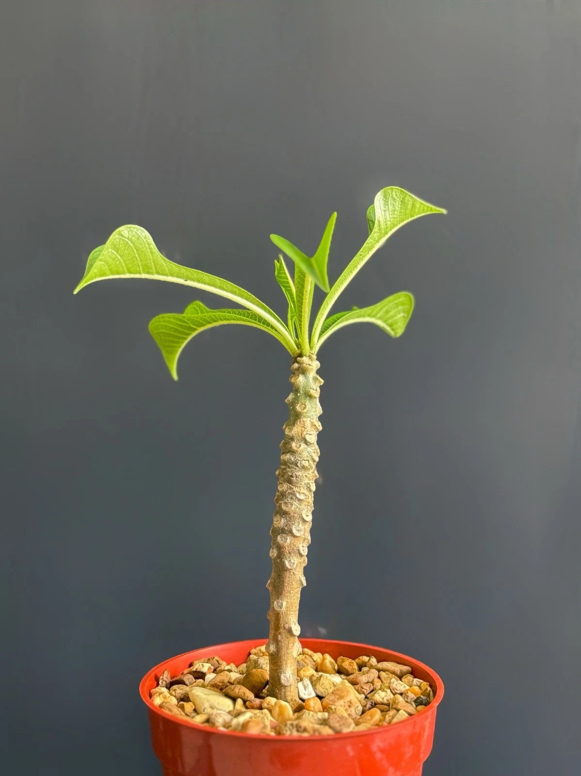Plumeria Pudica Plant 4" Pot Tropical White Flowering Specimen (Bare Root) - Plumeria Pudica