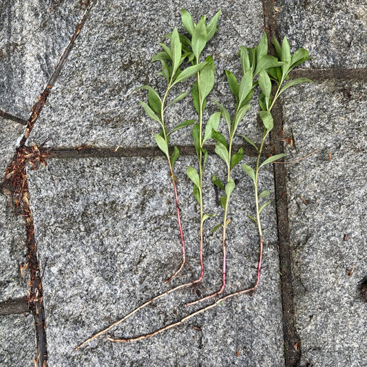 25 Bare Root Gooseneck Loosestrife Perennial Plants - Lysimachia clethroides - Freshly Dug for Fast Ground Cover