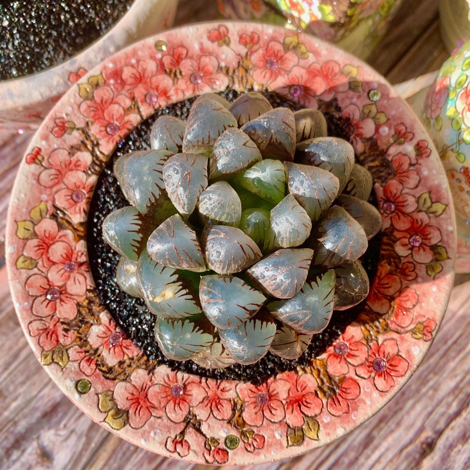 Rare Live Succulent Haworthia Cooperi 'Ice Lantern' | Bare Root Plant for Home Decor | Unique Indoor Gift