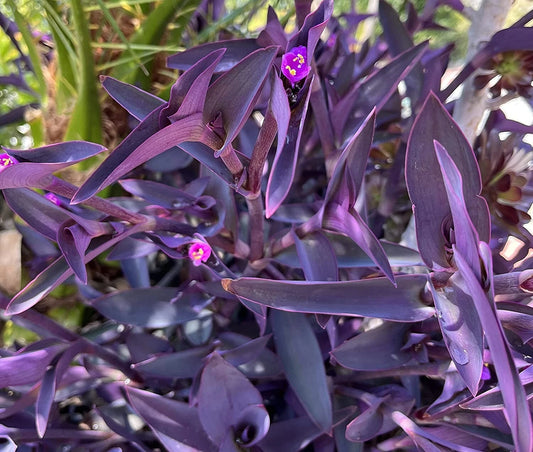 5 Purple Heart Wandering Jew Cuttings - Tradescantia Pallida Succulent Plant Propagation, 4"-6" Non-Rooted Live Plants