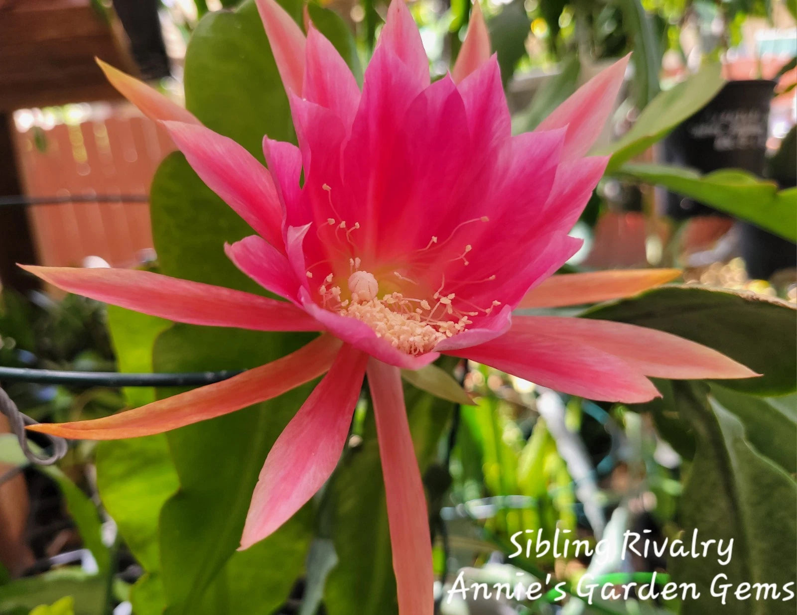 Epiphyllum Cuttings - Unrooted 8-10" Sibling Rivalry - Fresh Cuttings, Ideal for Indoor Cactus Growth - Epiphyllum spp.