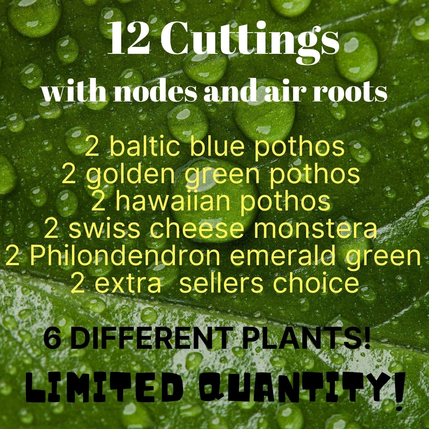 12 Leaf Cuttings Pothos - Baltic Blue, Golden Green, Hawaiian - Propagation Ready - Healthy Nodes & Air Roots