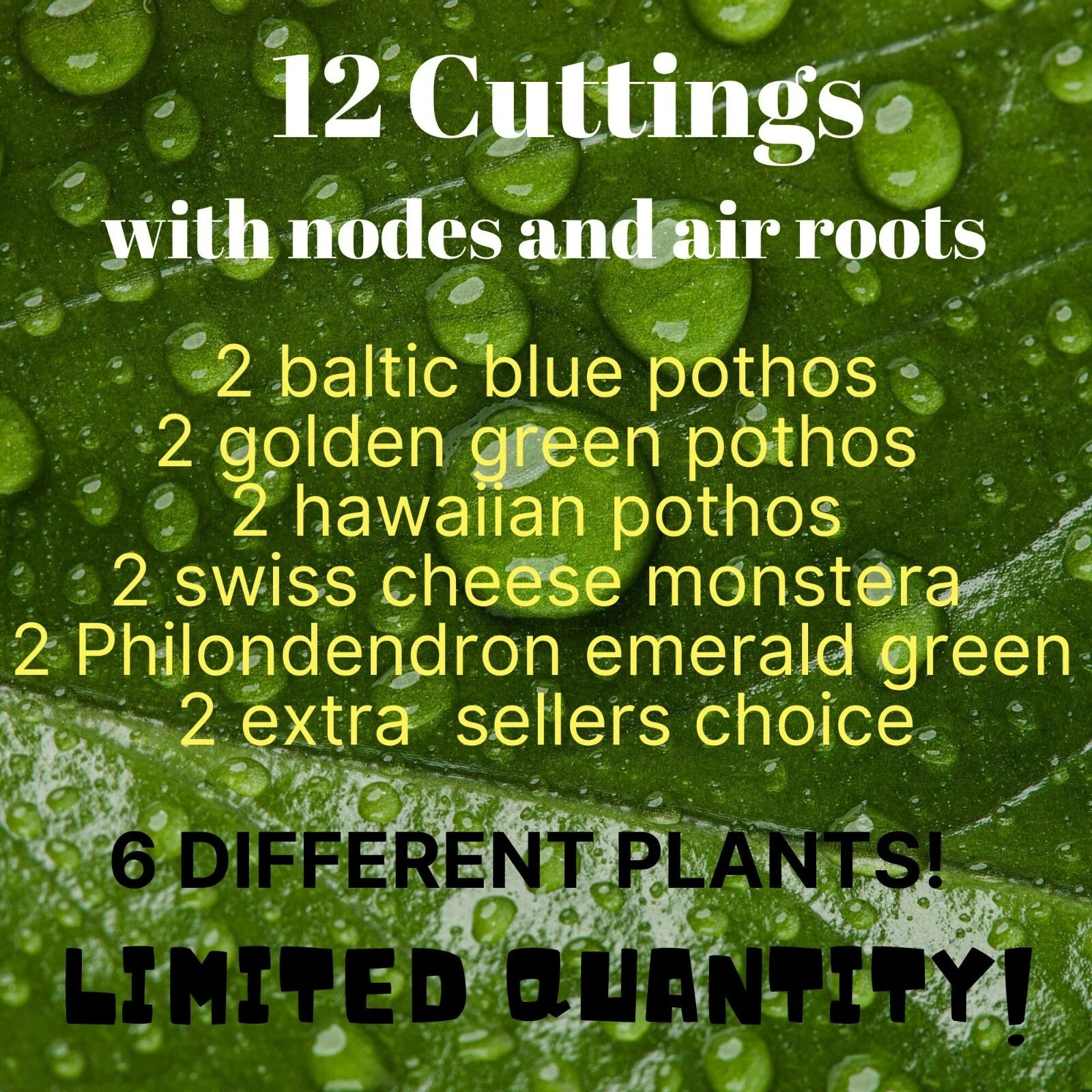 12 Leaf Cuttings Pothos - Baltic Blue, Golden Green, Hawaiian - Propagation Ready - Healthy Nodes & Air Roots