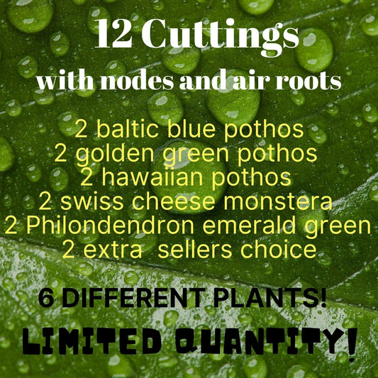 12 Leaf Cuttings Pothos - Baltic Blue, Golden Green, Hawaiian - Propagation Ready - Healthy Nodes & Air Roots