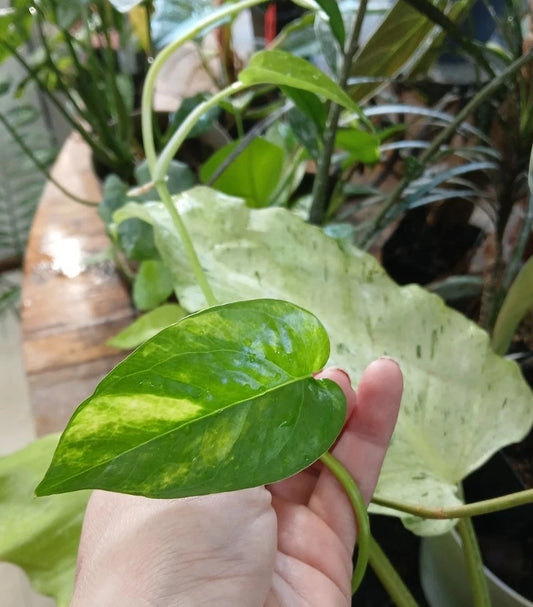 Unrooted Cuttings - ×5 Epipremnum Pinnatum Yellow Flame - Air-Purifying Houseplant - Tropical Indoor/Outdoor Decor