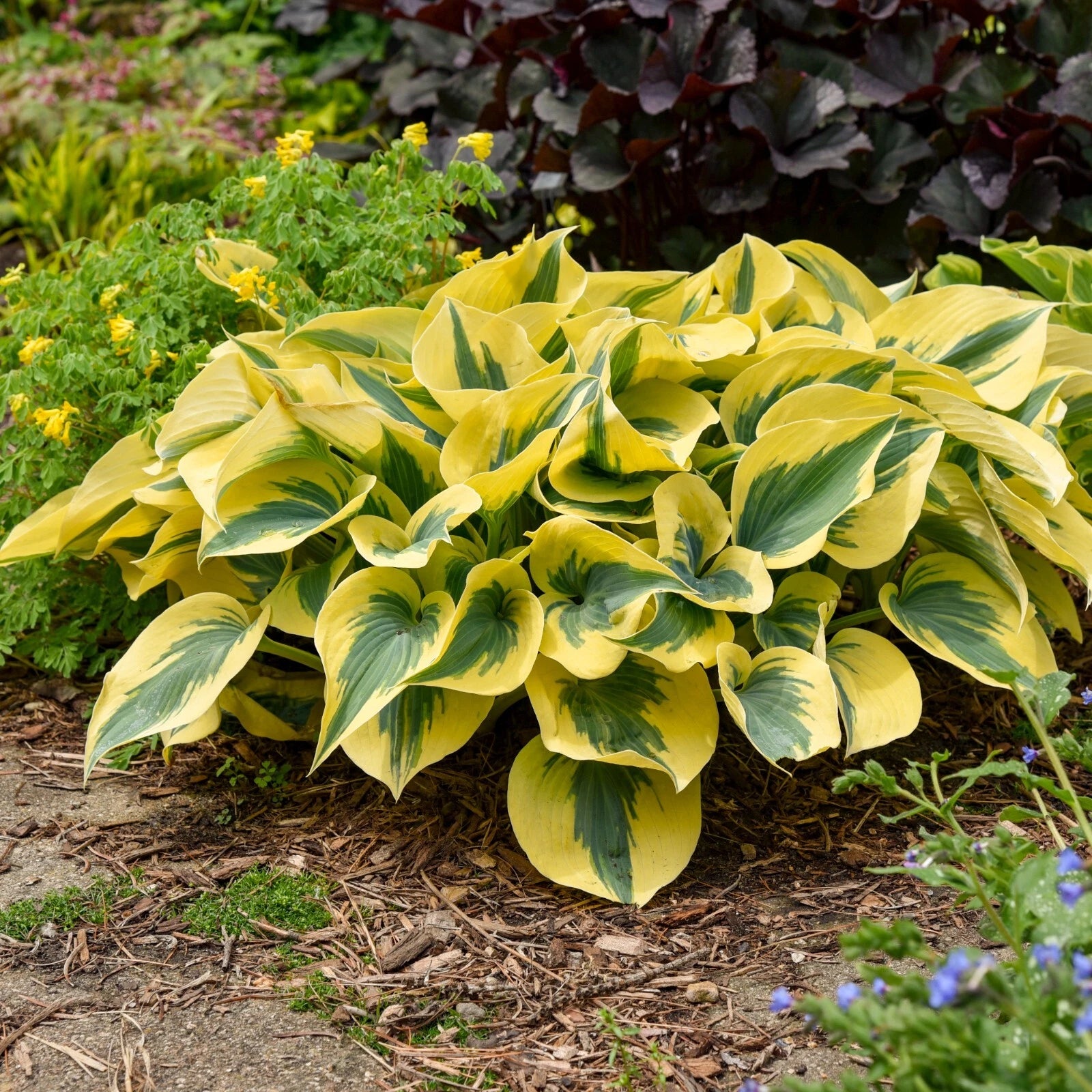 Hosta Plant 5.25" Pot Shadowland Autumn Frost Hosta 'Autumn Frost' PP23224 Perennial Shade Plant for Gardens