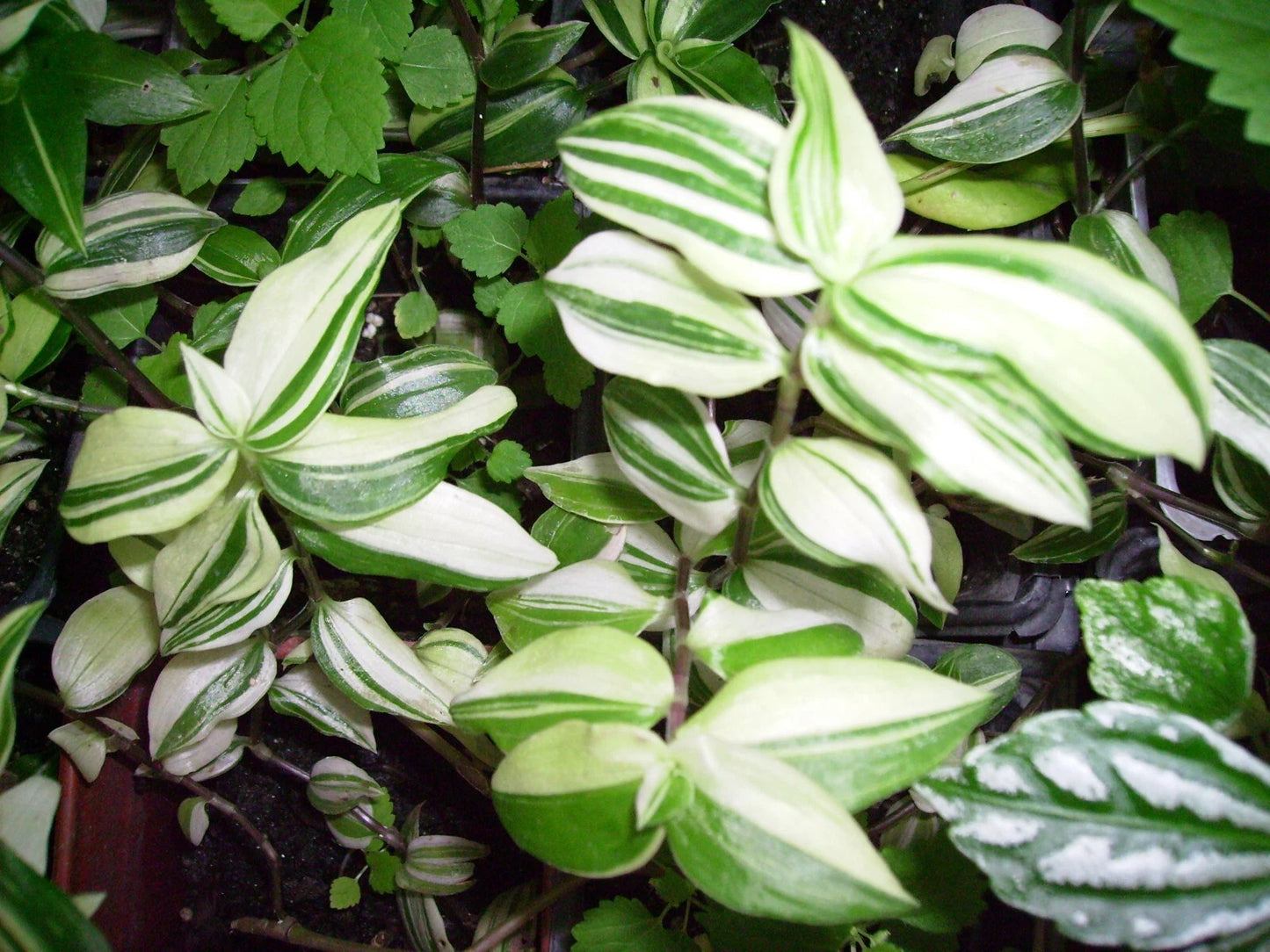 Variegated Wandering Jew Starter Plant 3.5" Pot Tradescantia Zebrina Green & White Trailing Houseplant