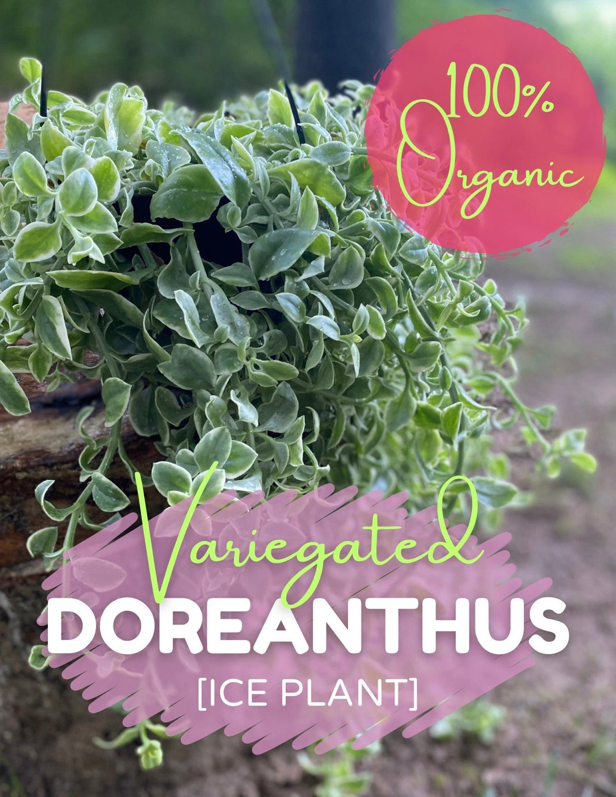 Live Rooted Dorotheanthus Ice Plant Cutting - Variegated Succulent - Organic & Chem-Free - Non-Toxic Groundcover Plant