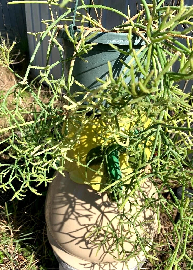 Fresh Cuttings 5 Pack Rhipsalis Prismatica Orchid Cactus Unrooted 4-5" Long Easy to Root Unique Houseplant