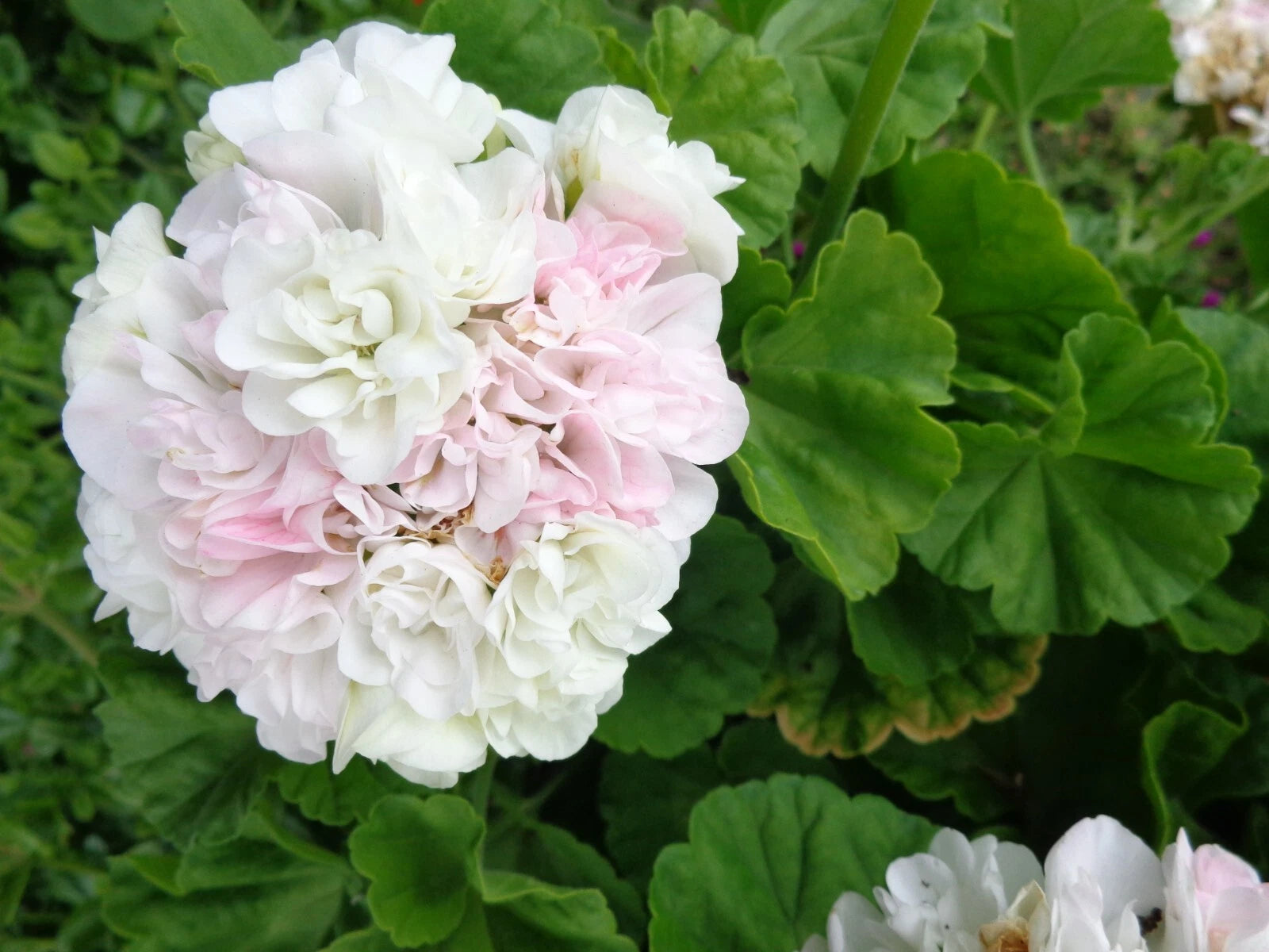 Fresh Live Geranium Starter Cuttings 3"x6" White with Light Pink Flowers - Pelargonium spp. - Easy Care, Fragrant Blooms