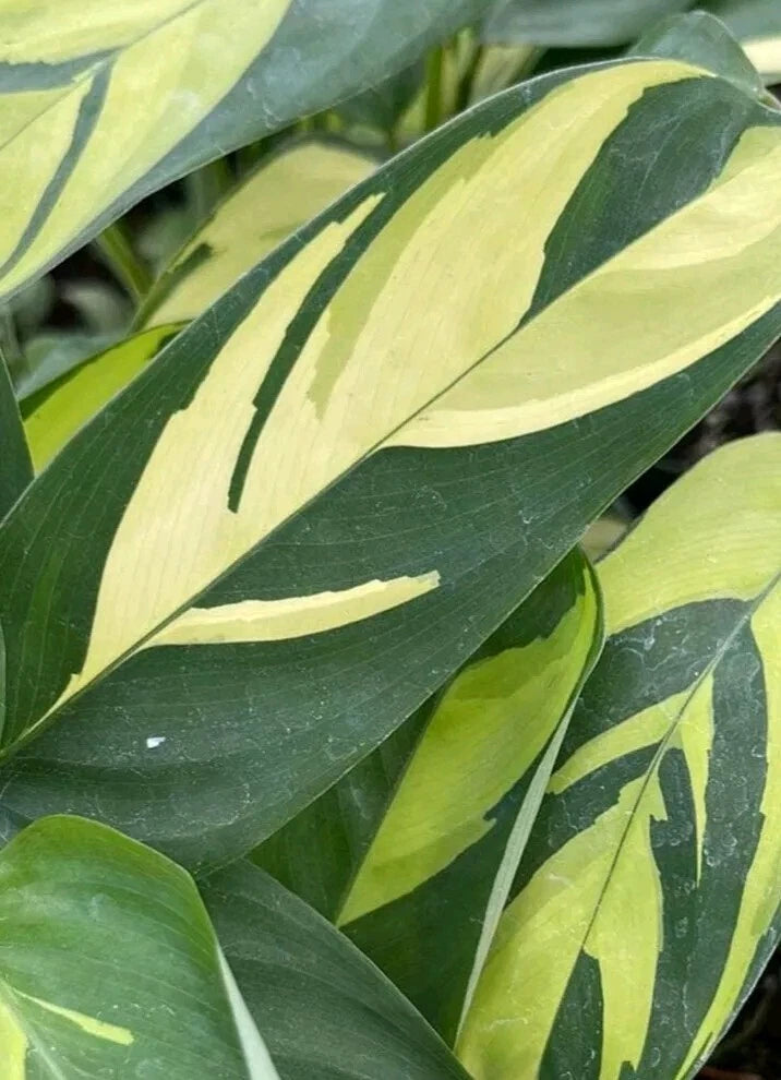 Ctenanthe lubbersiana Cuttings - 2X Fresh Cuttings - Tropical Houseplant - Easy Care Ctenanthe
