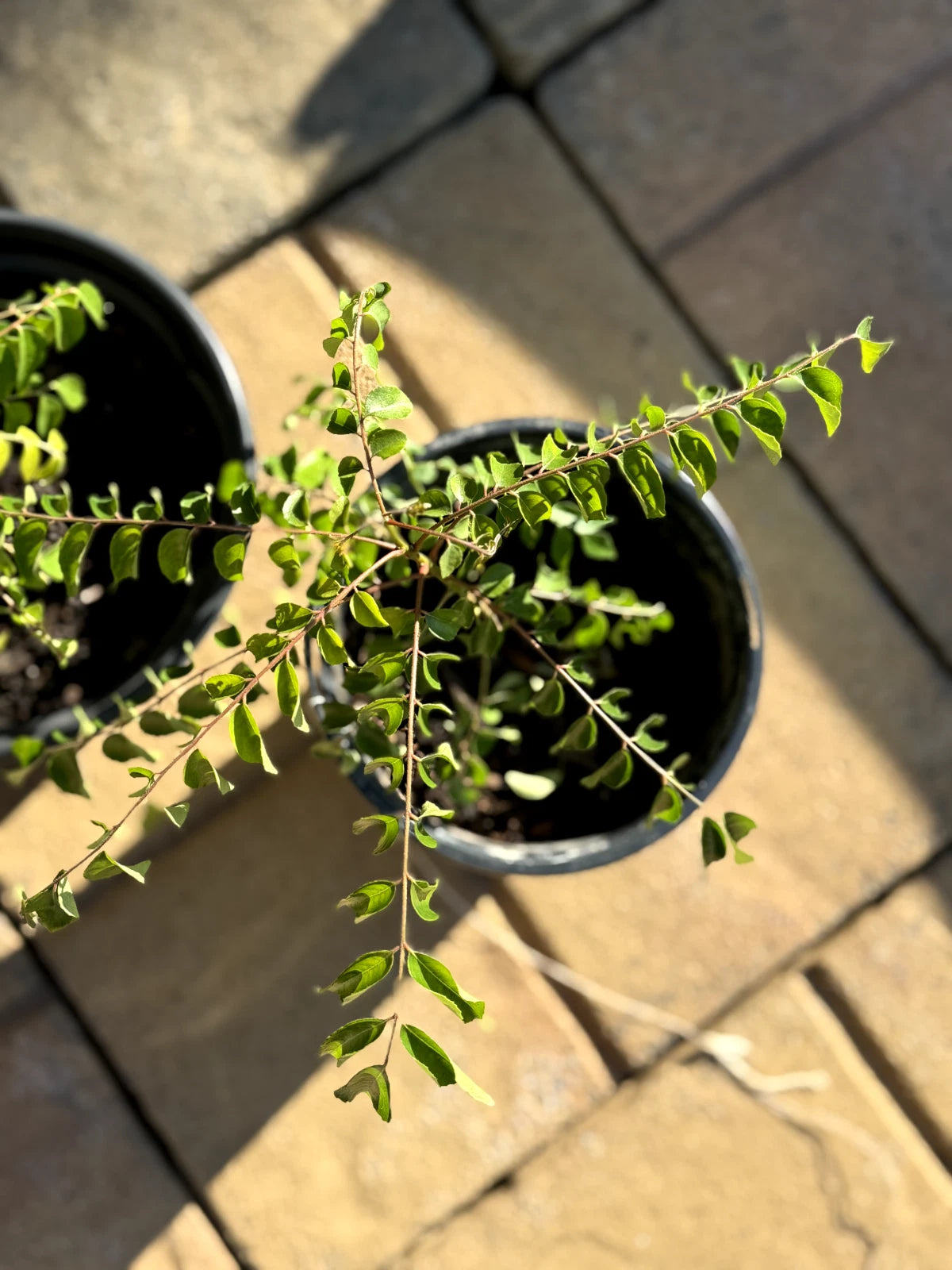 Live Curry Leaf Plant - Bare Rooted, Aromatic Leaves for Cooking - Murraya koenigii - Ideal for Indian Cuisine and Gardening