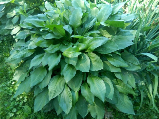 3 Hosta Eyes Live Plants Bare Root Green Plantain Lily with Purple Flowers - Hosta plantaginacea Perennial