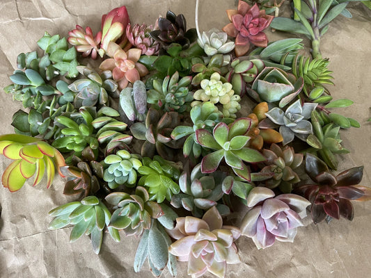 40 Succulent Cuttings - Colorful Floret Mix - Easy to Root & Care - Perfect for Planting - Drought Tolerant