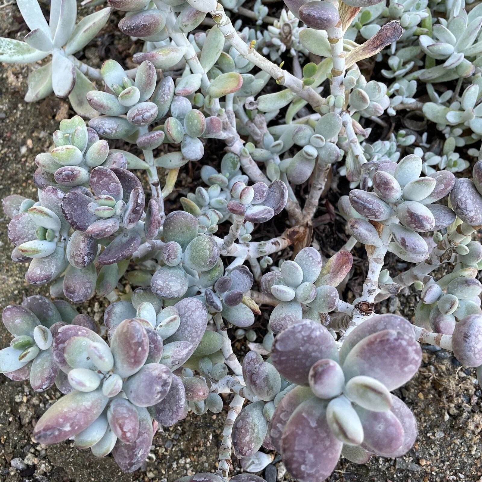 Cotyledon Orbiculata "Lady Fingers" 4" Cuttings, Purple Edged Succulent, Easy Care Plant