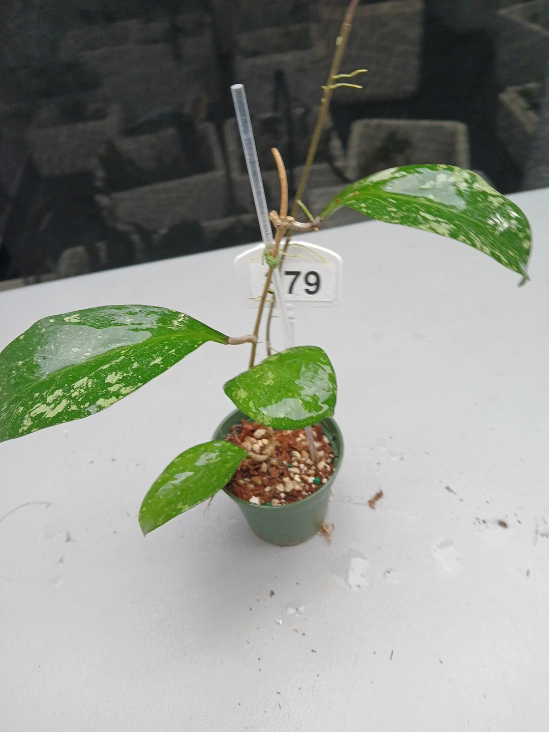 Hoya Chicken Farm Splash Live Plant - 12 Inches Long - Hoya spp. - Indoor Houseplant with Pot and Soil