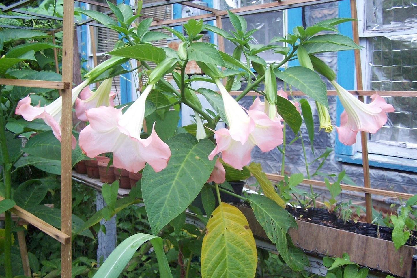 Angel Trumpet Plant 3 Live Pink Brugmansia Suaveolens in 4" Pots - Tropical Shrub with Large Salmon Pink Flowers