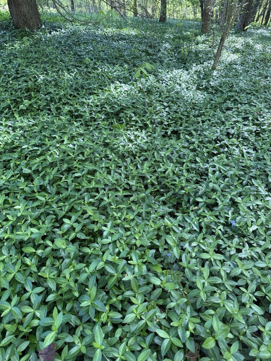 Vinca Minor Bare Root Plants - 500 Count Periwinkle, Blue Flowers - Vinca Minor - Evergreen Ground Cover for Gardens