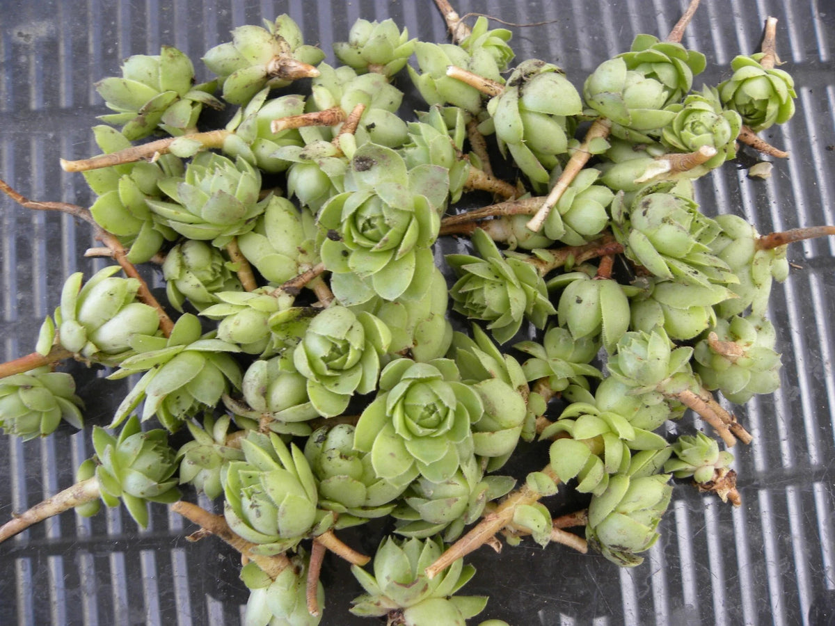 Lot of 50 Succulent Chicks - Hens & Chickens Perennial Plants - Bare Root Starter - Ideal for Dry Areas - Perfect for Rock Gardens