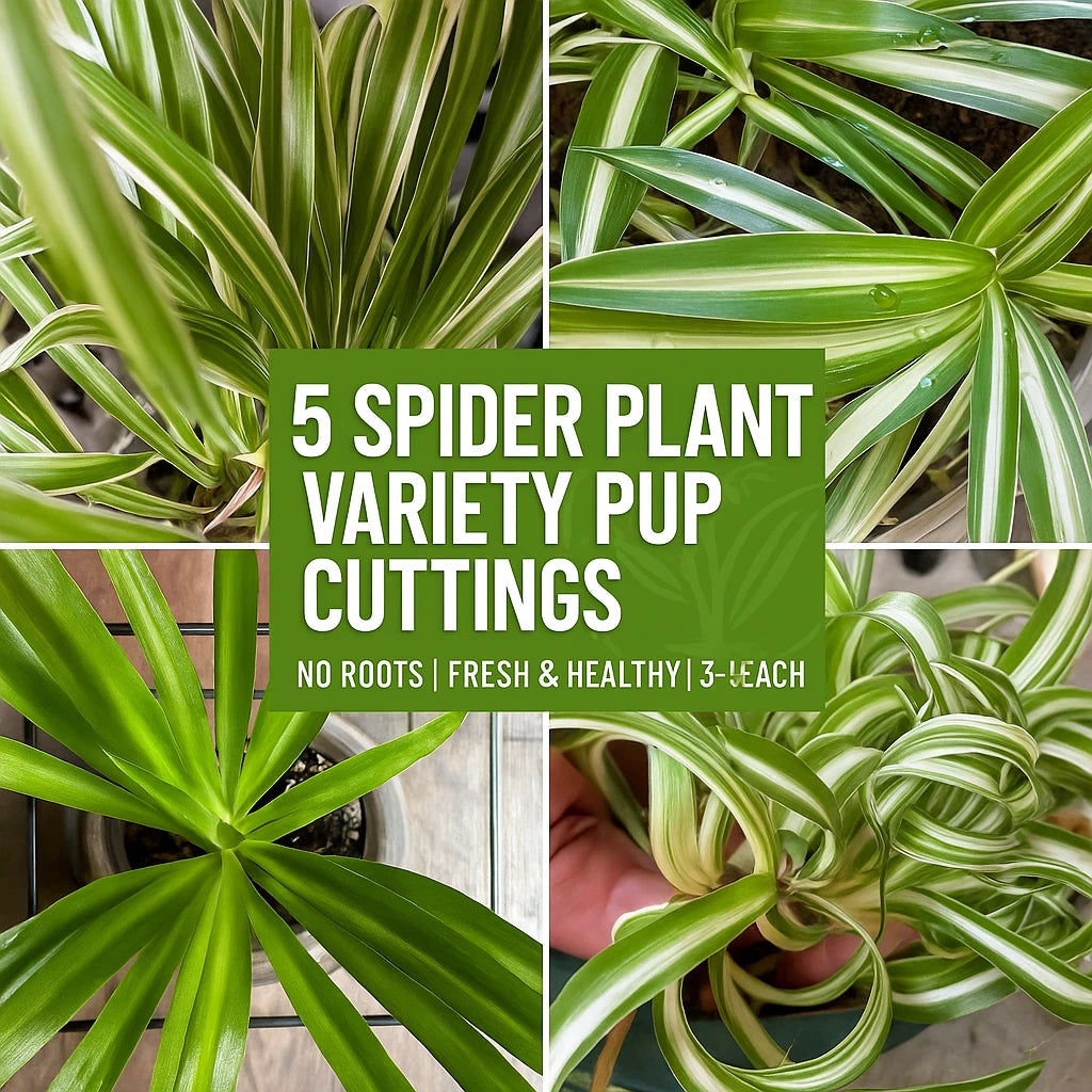 Spider Plant Cuttings Bundle | 5 Varieties | Fresh & Healthy | Chlorophytum comosum