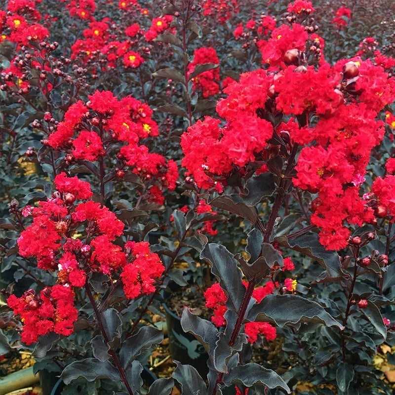 Ebony Fire Crepe Myrtle Starter Plant - Well Rooted Lagerstroemia - White Blooms - Drought Tolerant, Full Sun