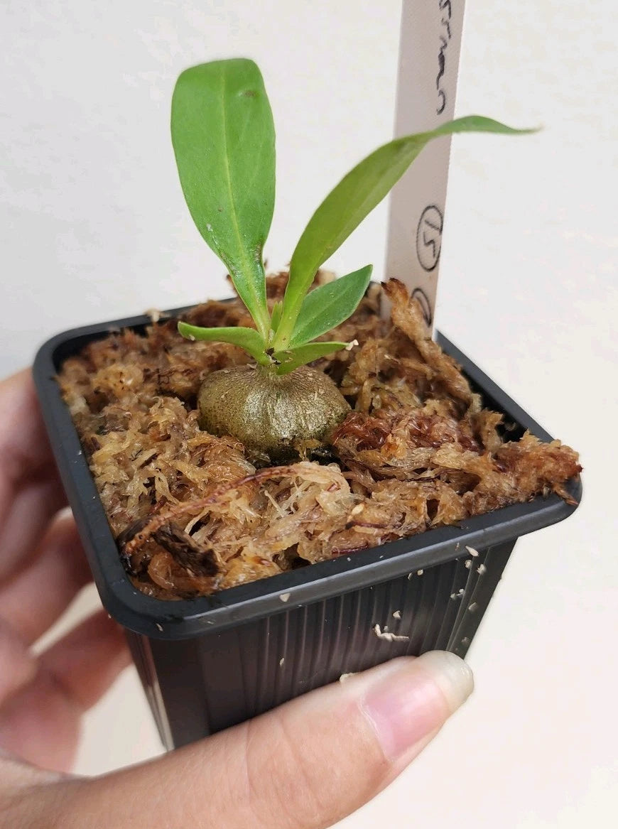 Myrmecodia Platytyrea var. antoinii Mossman Gorge Plant - Rooted in Sphagnum Moss, Indoor Tropical Epiphyte