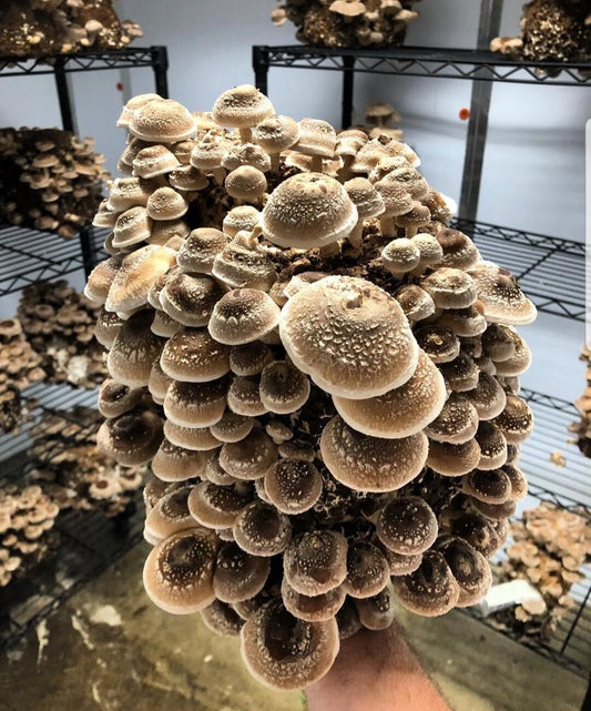1 LB Shiitake Mushroom Grain Spawn - Live Mycelium Cultures for Substrate - Gourmet Culinary Use (Lentinula edodes)