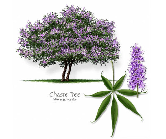 12 Vitex agnus-castus Cuttings - Blue-Purple Chaste Tree - 6-7 Inch Semi-Hardwood Cuttings for Rooting and Grafting