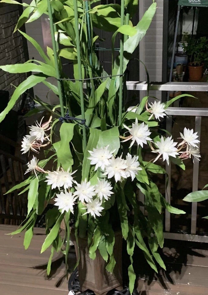 Queen of the Night Cuttings - 5 Fresh Cuttings - Epiphyllum oxypetalum - Easy to Root - Aromatic White Flowers