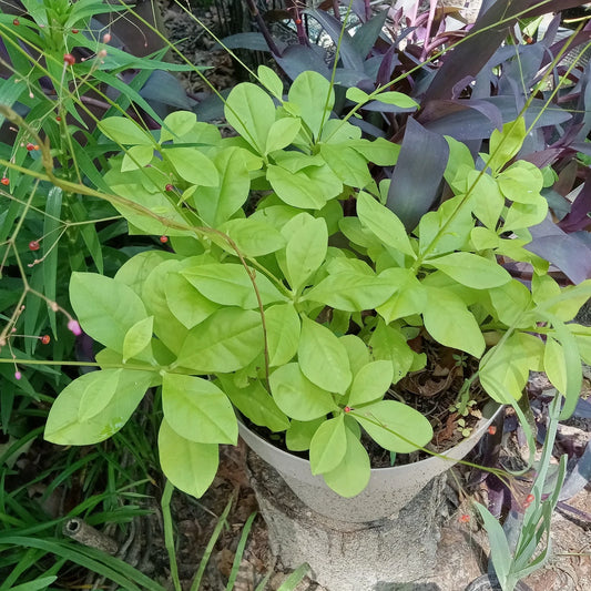 Talinum paniculatum Jewels of Opar Live Plants - 3 Well-Rooted Perennials for Outdoor Gardening, Air Purifying, Deer-Resistant