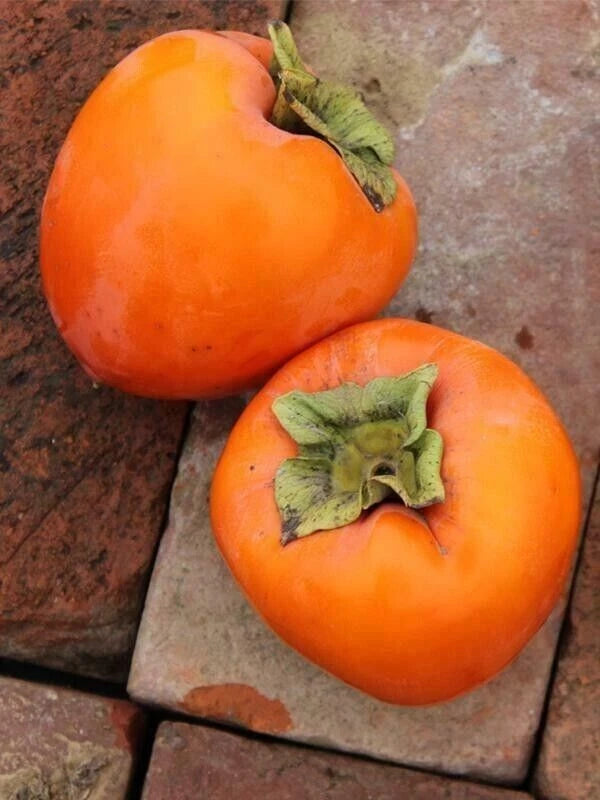 Hachiya Persimmon Tree Cuttings - 6 Unrooted 6"-8" Long for Grafting - Diospyros kaki - Disease Resistant, Insect Resistant