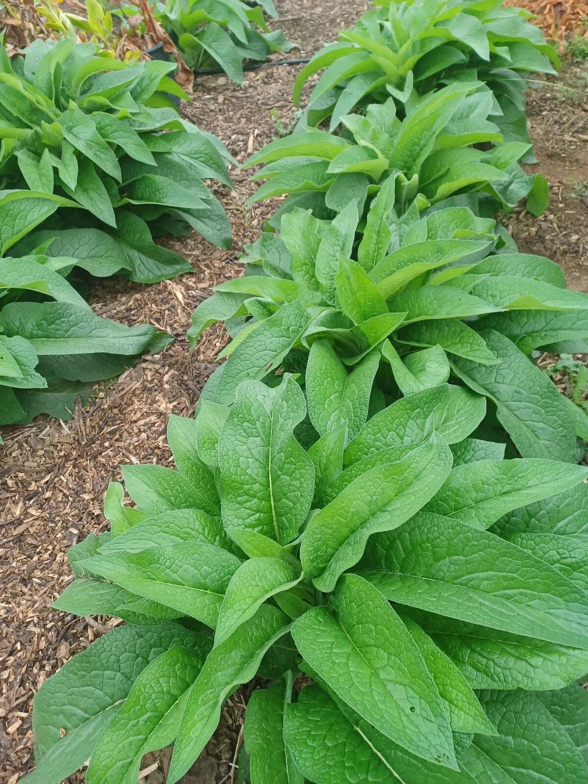 Russian Comfrey Root Cuttings - Bocking 14 Cultivar - 10 Rhizomes - Symphytum uplandicum - Organic Perennial Fertilizer Plant