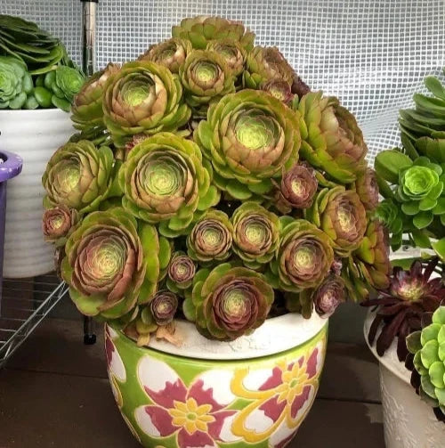 Aeonium Cutting 3" Olive Green Mahogany Madeira Rose (Halloween) - Succulent Plant for Easy Propagation and Sun Tolerance