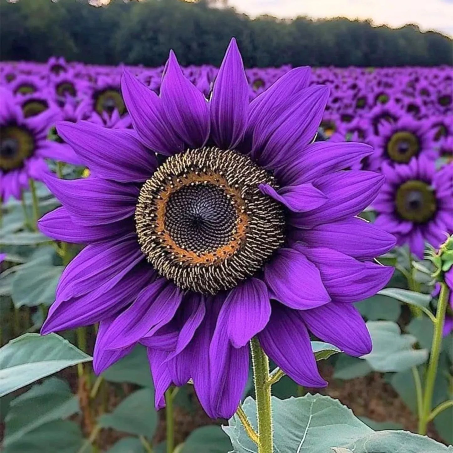 50pcs Purple Sunflower Seeds - 'Violet Majesty' Heirloom Variety - Non-GMO (Helianthus annuus) - Unique Garden Flowers