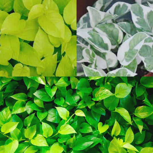 9 Fresh Unrooted Pothos Cuttings Combo | 3 Golden, 3 Neon, 3 N’Joy | Easy to Root in Water | Fast-Growing Houseplants