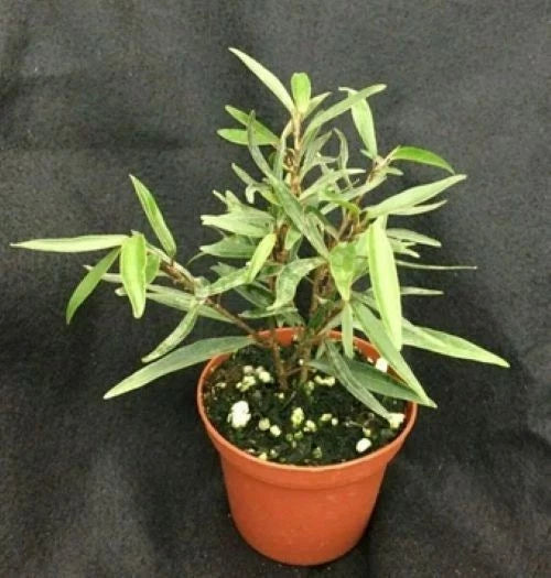 Willow Leaf Ficus Plant - 3" Pot - Ficus salicifolia - Easy Care Indoor Bonsai
