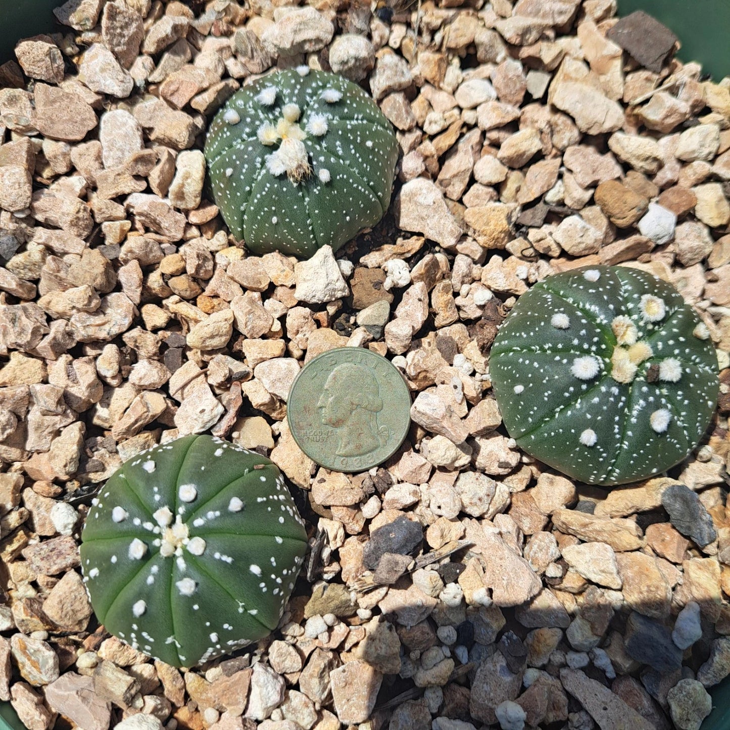 Astrophytum Asterias Plants - 3 Bare Root Cacti - Unique Star Cactus - Live Succulent for Home Decor