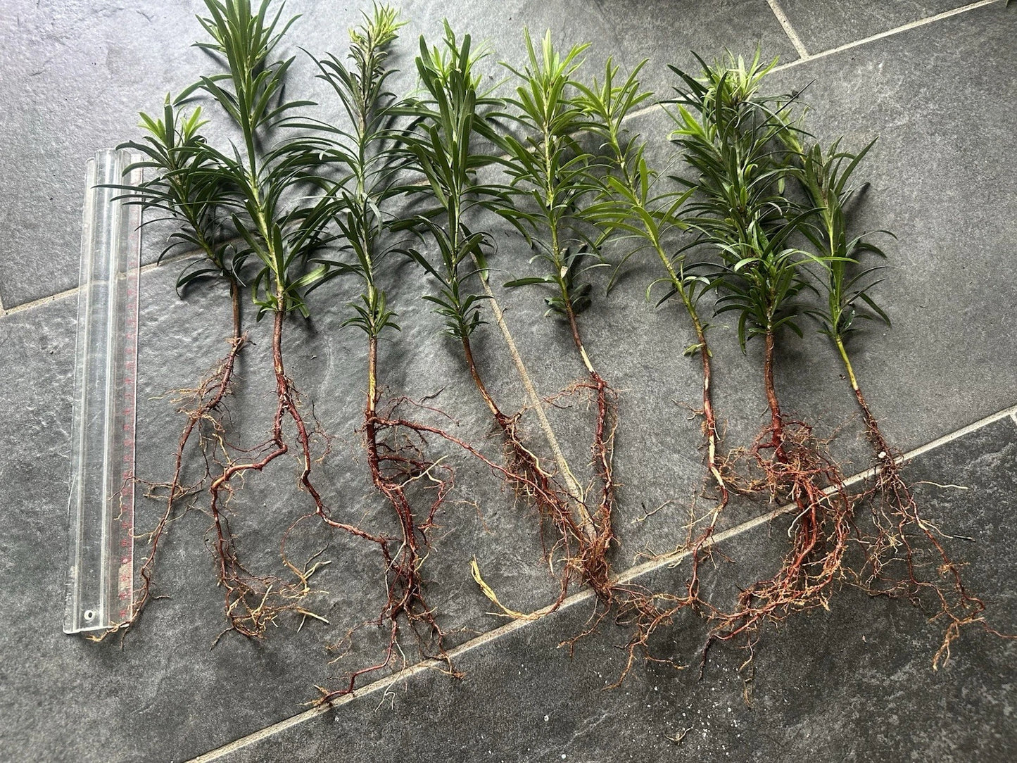 Bare Root Yew Plant - Podocarpus Macrophyllus - Evergreen Shrub for Hedges and Accents