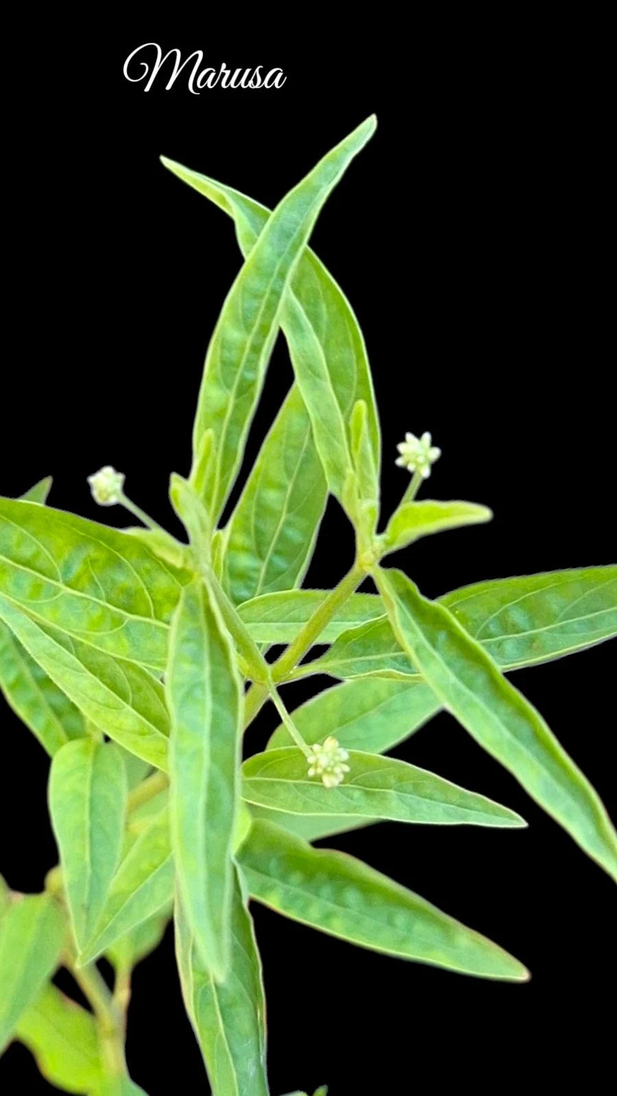Rare Marusa Plant - Live Amazonian Master Plant - Pfaffia iresinoides - Healthy Potted Specimen - Limited US Shipping Only