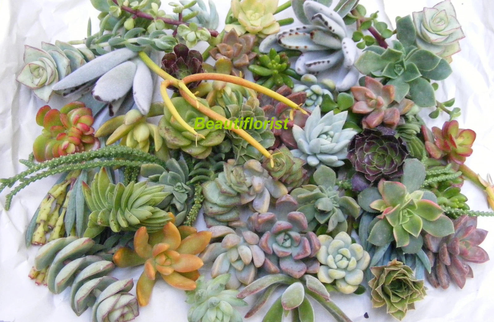 50 Assorted Succulent Cuttings - 20+ Varieties - Fresh Cuttings for Planting - Ideal for DIY Projects and Gardens