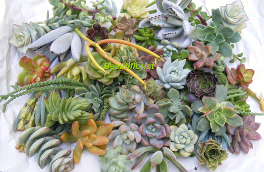 50 Assorted Succulent Cuttings - 20+ Varieties - Fresh Cuttings for Planting - Ideal for DIY Projects and Gardens