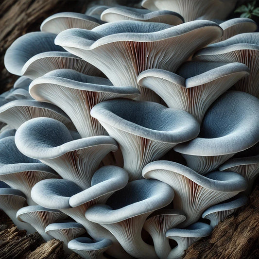 Blue Oyster Mushroom Liquid Culture Syringe 10cc - Pleurotus Columbinus for Easy Gourmet Mushroom Growing