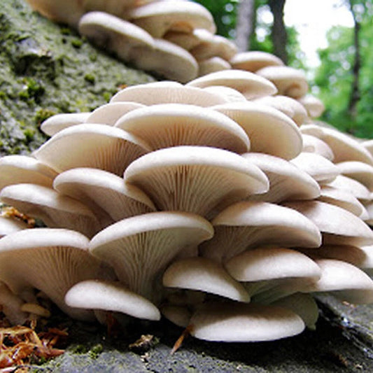 Branched Oyster Mushroom Liquid Culture Syringe 10ml - Pleurotus cornucopiae, Contaminate-Free Live Culture for Easy Growing