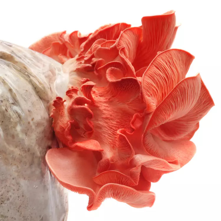 Pink Oyster Liquid Culture Syringe - 12cc Pleurotus djamor for Easy Mushroom Cultivation and Gourmet Cooking