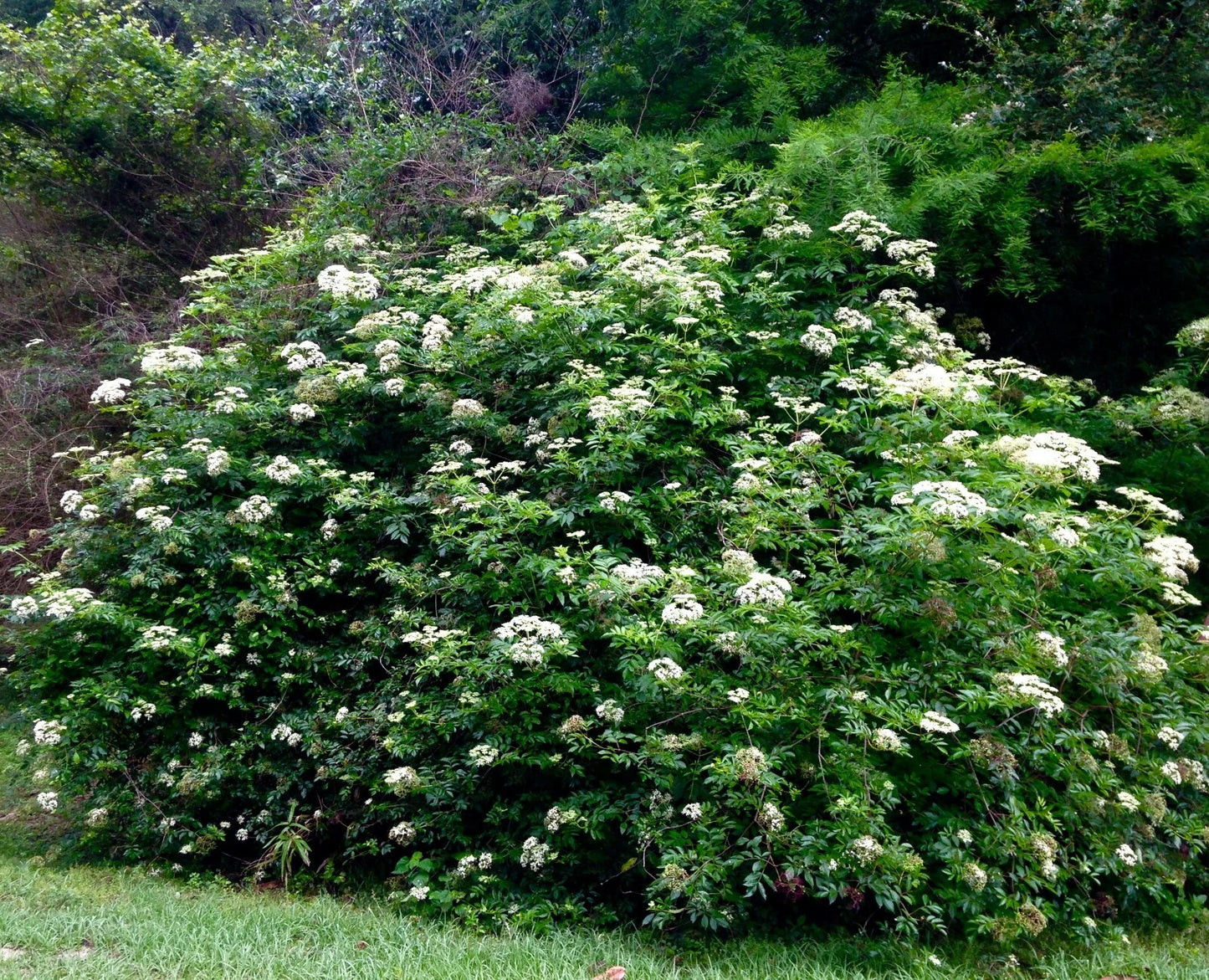 Elderberry Cuttings Set of 10 Unrooted 6-12 Inches Sambucus canadensis for Easy Growing in Zones 5-9
