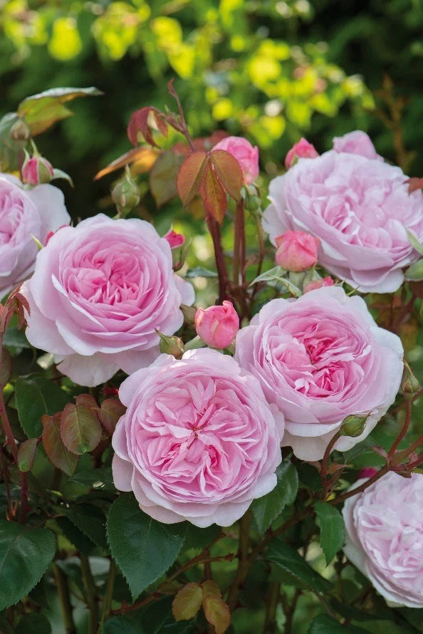 Olivia Rose Live Plant - Own Root Pink Rose - Elegant Garden Flower - Rosa 'Olivia'
